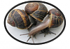 snail_pic.png