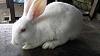 rabbit-farming-rabbit-rearing-how-make-money-nigeria.jpg